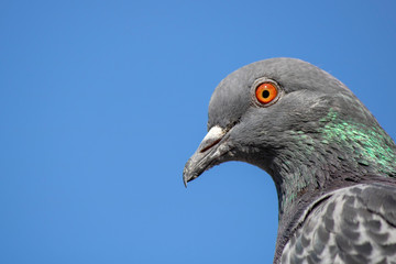 Gray pigeon close-up. Eyes in orange color.