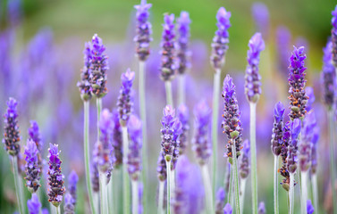 Lavender blossom closeup blur background