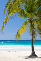 Obraz na płótnie Canvas Palm Beach In Tropical Idyllic Paradise Island - Caribbean - Dominican Republic Punta Cana