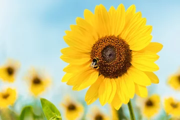 Tuinposter Closeup shot of a sunflower with a bee sitting on it © Matteo Sala/Wirestock