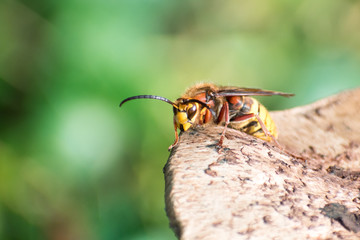 Close up of a European Hornet (Vespa crabro) walking along the ridge of a mushroom, photographed in the West Sussex countryside in England, UK.
