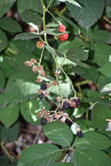 Wild Berries