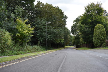 Carretera con árboles