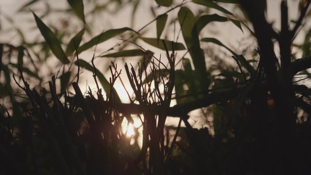 Atardecer entre hojas de ca&ntilde;as de bamb&uacute;