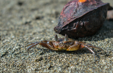 Little crab