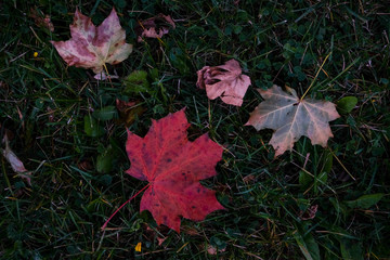 Three maple leaves laying on a green shrub. One leaf is bright red, another pink and the third is turning from green to pink, The hedge is rich deep green. There's texture and darkness to the image.