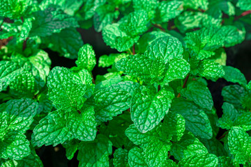 Green Mint Plant Grow Background
