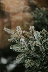 Christmas tree branch in winter