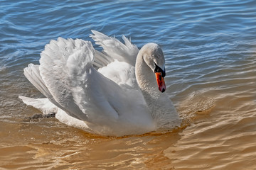 Beautiful adult swan swimming on a lake in summer sunset
