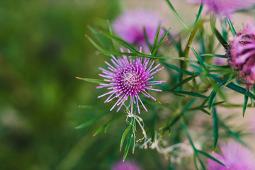 isopogon candy cone native western australian plant with bright pink flowers