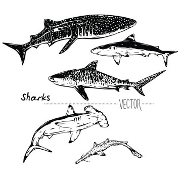 Vector sharks isolated illustration  Whale shark, Tiger, White, Hammerhead, Sawshark. Elements for decoration. Biology wildlife objects. Animals. Sea life. Ocean species. 