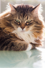 Adorable cat with long hair in relax, siberian purebred animal