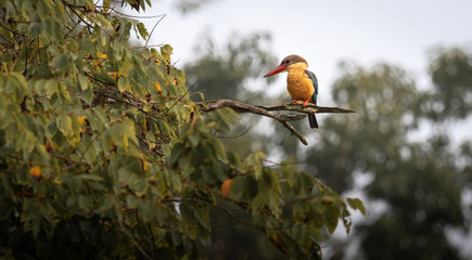 Kingfisher bird perched on a tree in the middle of forest