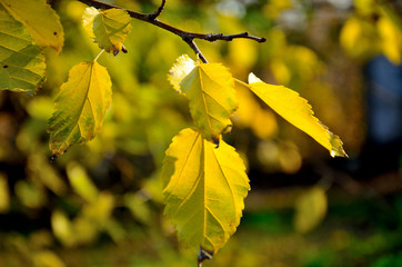 On a branch are yellow leaves in a city park in the fall. It’s a beautiful fall day.