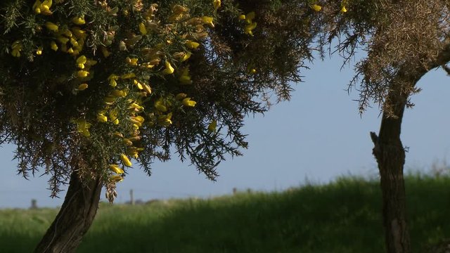 Steady, medium wide shot of a yellow oleander tree in a field.