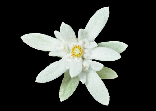 Edelweiss (Leontopodium pallibinianum) 2