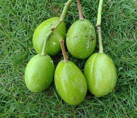 Cerbera odollam fruit is a small perennial plant Flowering into a bouquet of flowers like needles. Popular as an ornamental plant Looks like a round, dense, evergreen leaves. With white.