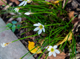 a flower at the sidewalk