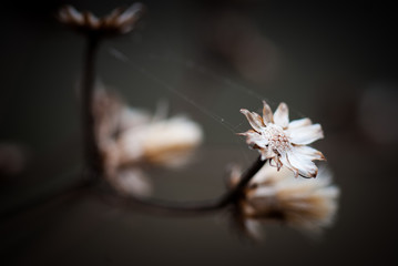 Dead Seed Head with Spiderwebs