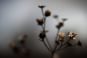Dead Seed Head
