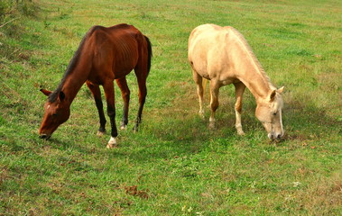 Naklejka na ściany i meble A Palomino horse and her stablemate, a Bay horse, graze side by side in a lush pasture
