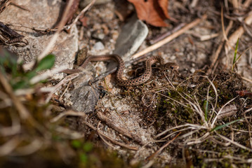 Small Brown Snake in Natural Habitat