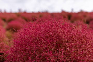 ひたち海浜公園のコキア