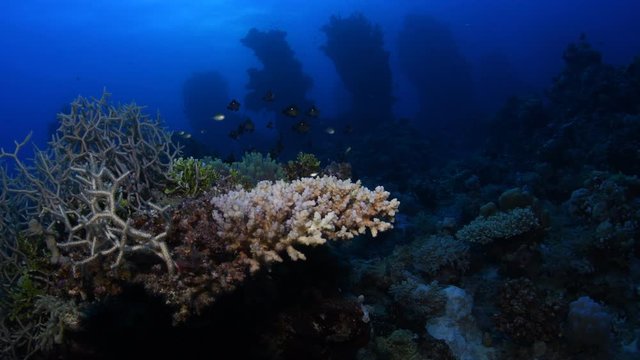 Small shoals of damsel fishes and chromis fishes hiding within the branches of acropora coral