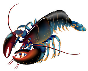 生きた　ロブスター　黒タイプ　白背景