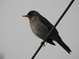 blackbird on branch