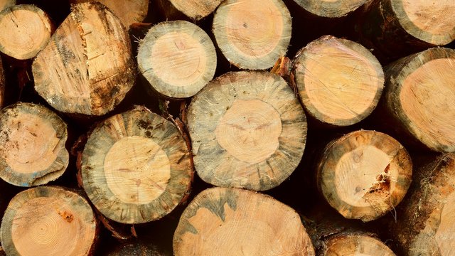 Fleischhauer Bilder Durchsuchen 2,565 Archivfotos, und