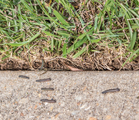 Army Worms Scurry on Sidewalk: Army worms on a military base escape to the sidewalk after lawn is treated with insecticides.