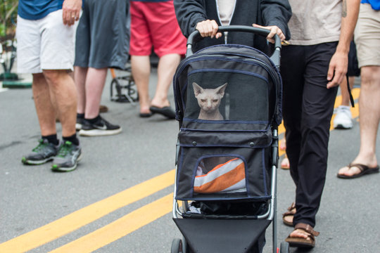 Cat in a Stroller