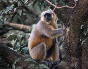 Indian Langur perched on a tree looking at the camera