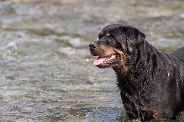 Rottweiler Pet Dog having fun in the river fetching and playing in the water