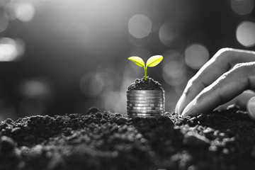 The seedlings are growing on the coins placed on the ground, thinking about financial growth, black and white tone.