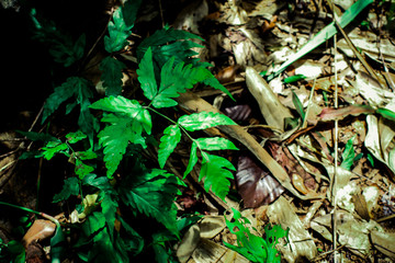 Green leaf texture background, tropical leave foliage are shaped like tiny spikes, leaves in tropical forest, green concept.
