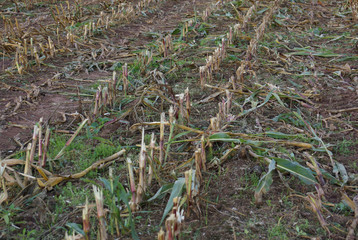 Abgeerntetes Maisfeld mit aus dem Boden ragenden Stängeln