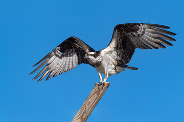 Osprey perched with wings spread.