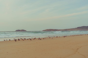 playa salvaje y solitaria con gaviotas durante una atardecer de otoño