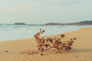 dry plant on the sand of a deserted and wild beach that evokes melancholy