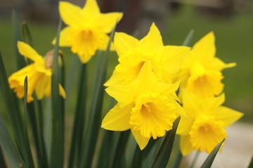 garden full of freshly blooming bright yellow daffodils, spring time flowers in a home garden bed, Australia