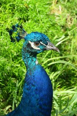 Beautiful blue peacock on natural green leaves background in Florida nature, closeup