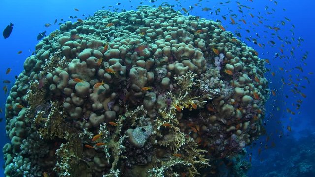 Top of the coral pinnacle covered by probably 
Pavona clavus coral and branching fire corals, surrounded by a cloud of smaller reef fishes, St. Johns, Egypt