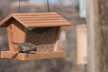 A female House  Finch having a meal in New mexico.