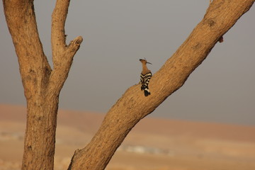 Hoopoe on a tree branch