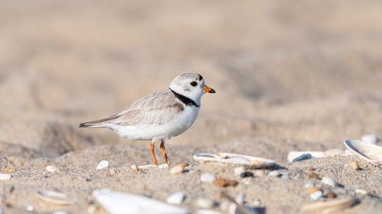 A Piping Plover on the beach with seashells.