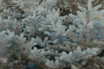 Blue Spruce close up #2 in New Mexico.