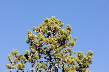 Pine cones covered in sap in Colorado