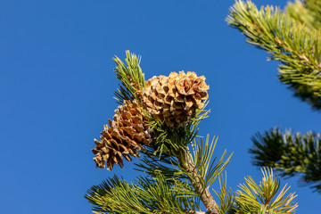 Pine cones covered in sap in Colorado	